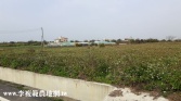 桃園市觀音區新富路860坪農地農地 桃園市觀音區新富路860坪農地農地